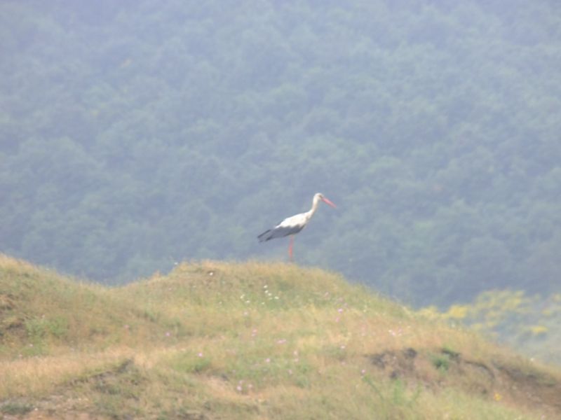06062010Belgrad145.jpg