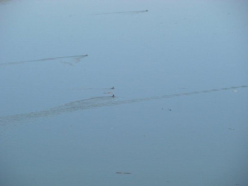 1 KasÃƒÂƒÃ‚Â„ÃƒÂ‚Ã‚Â±m 2010-17.jpg