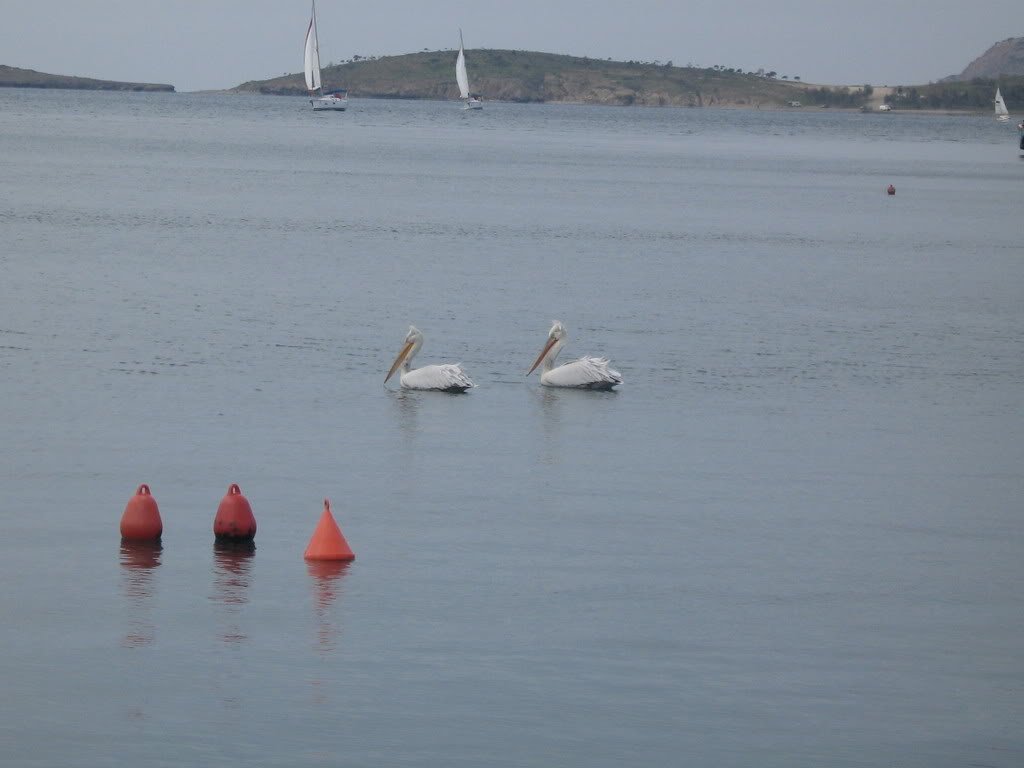 10-11ubatFOA116.jpg