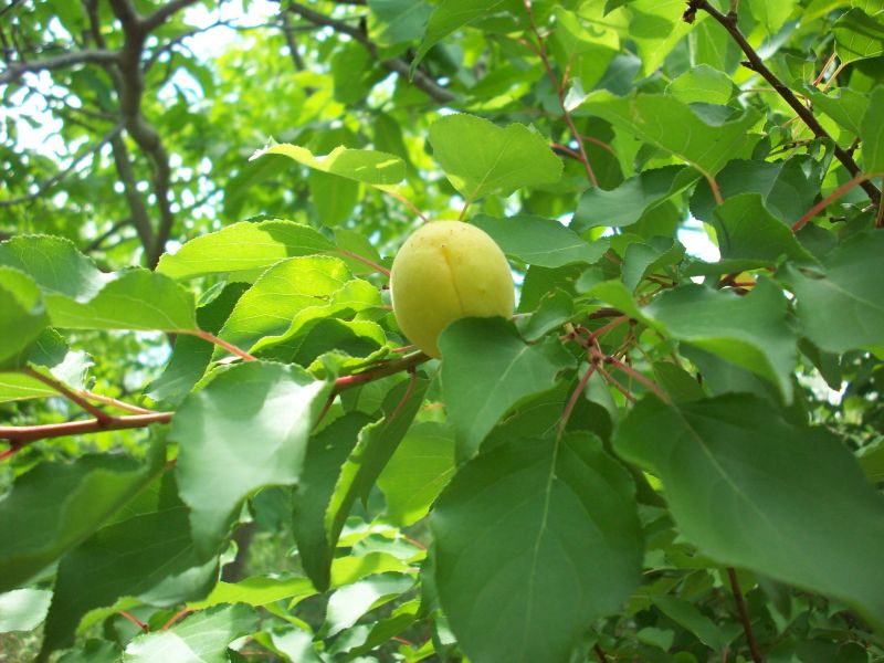100_4325.jpg