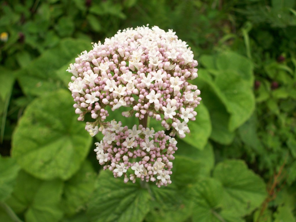 100_4674.jpg