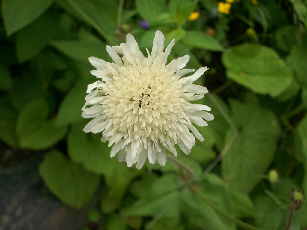 100_4675.jpg
