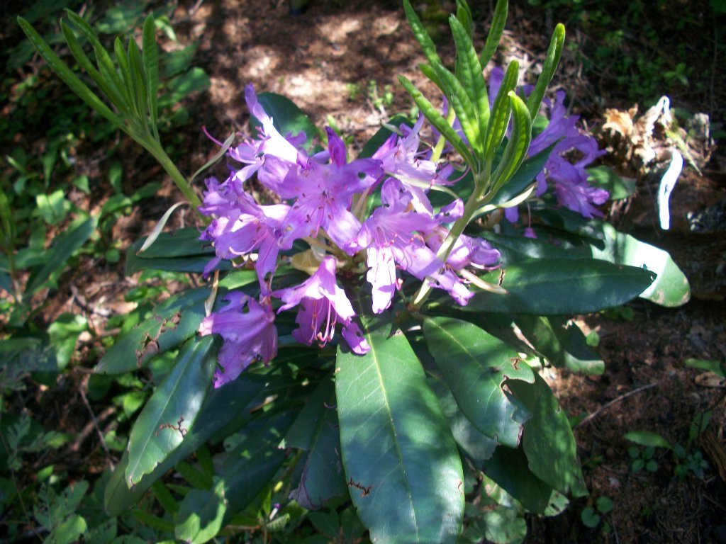 100_4843.jpg