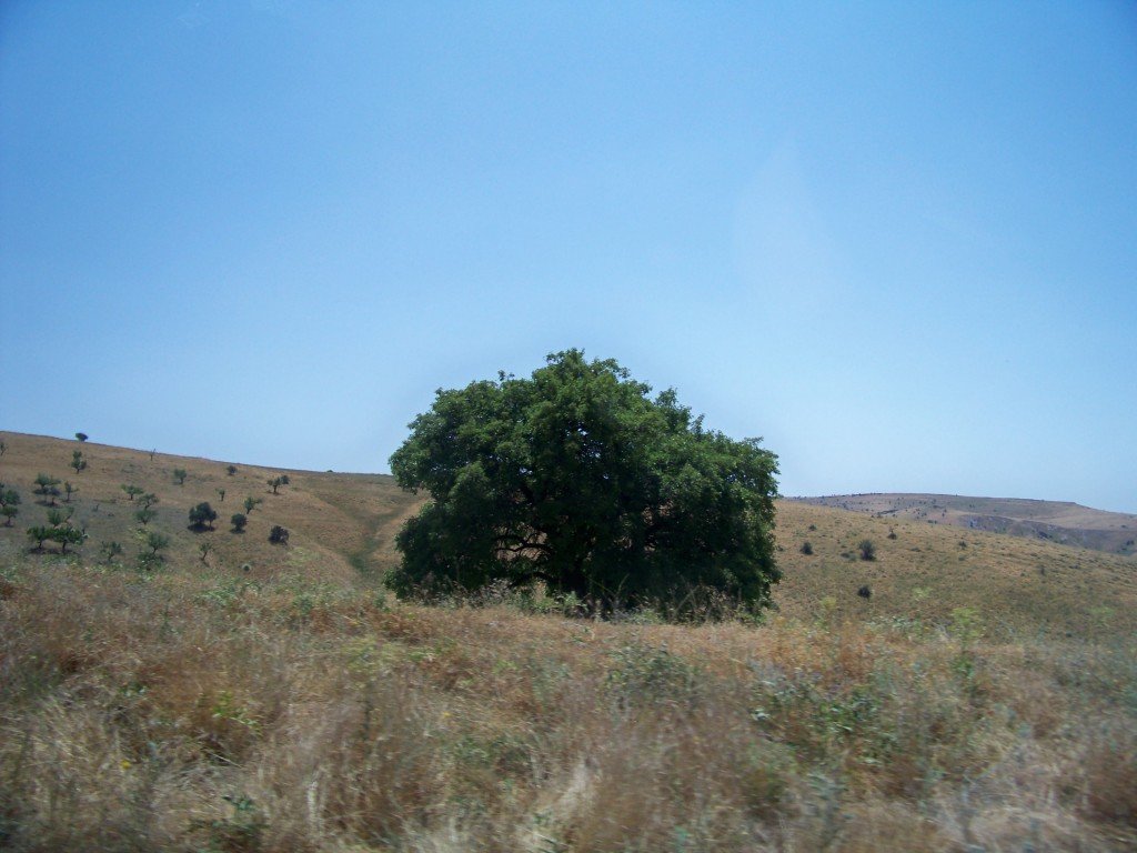 100_6921.jpg