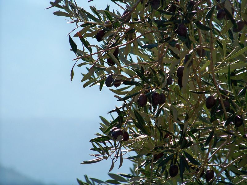100_9407_resize.jpg