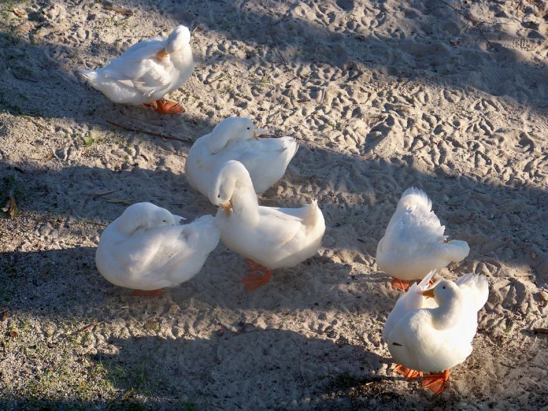 100_9494_resize.jpg