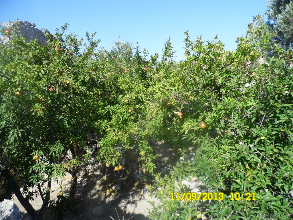 11-09-10-21-MilasBecinKaleAgaclar.JPG