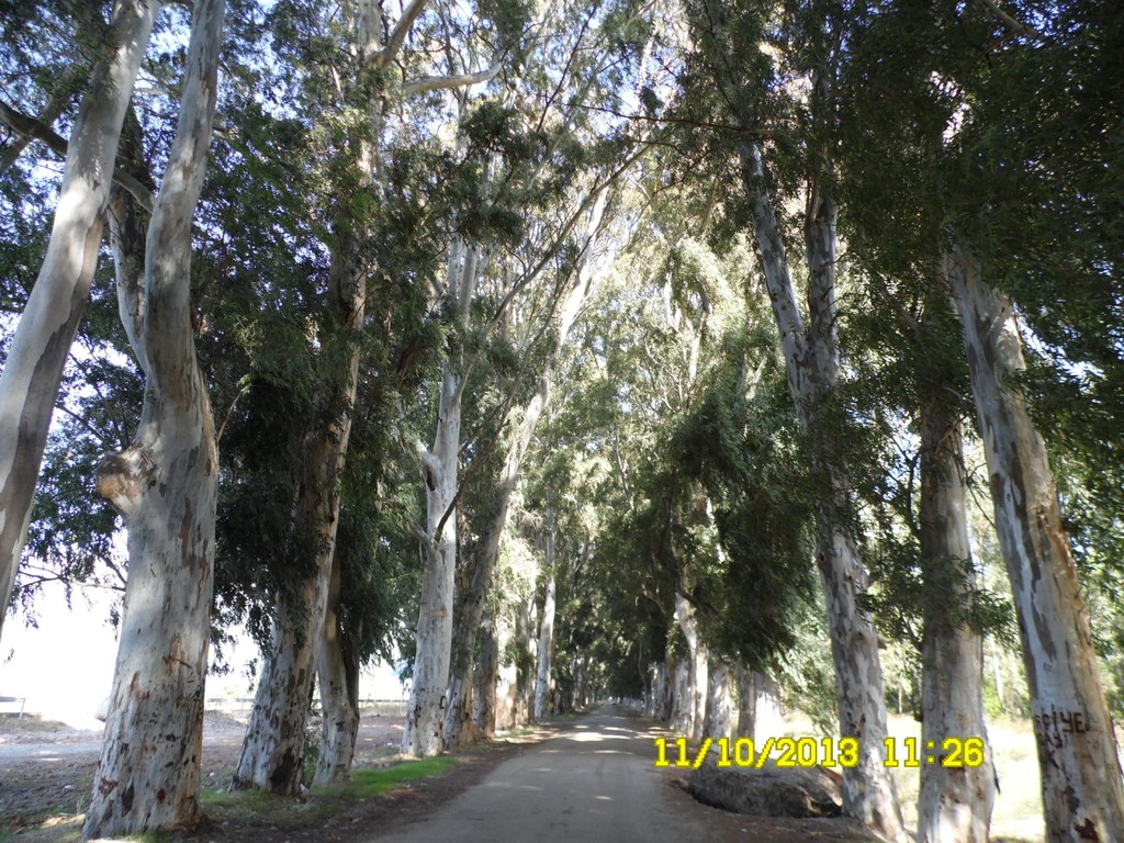 11-10-11-26-Marmaris-AkcapinarOkaliptus.JPG