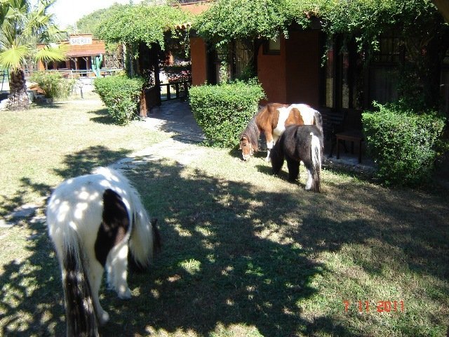 111107 Berke kampÃƒÂƒÃ‚Â„ÃƒÂ‚Ã‚Â± (3).JPG