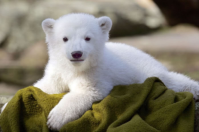 129643_1_0098_070324knut11_75x50.jpg