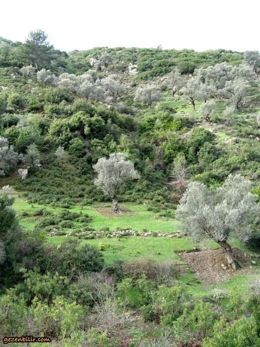 15.02.09 - G.Bahce 009.jpg