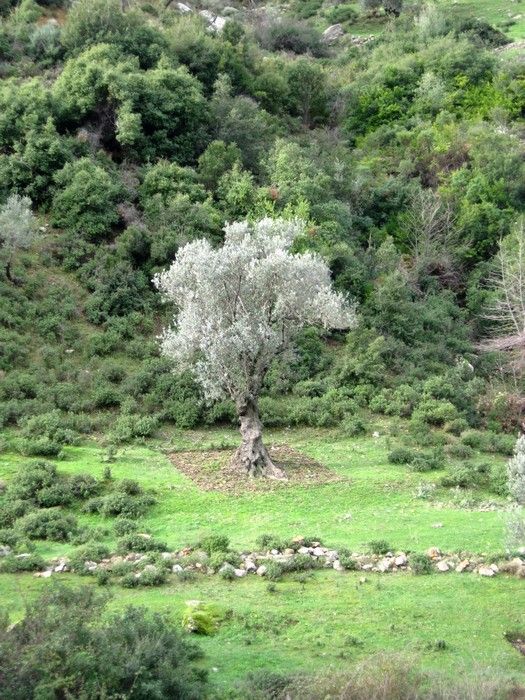 15.02.09 - G.Bahce 010.jpg