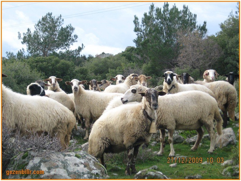 168 - DoÃƒÂƒÃ‚Â„ÃƒÂ‚Ã‚ÂŸanÃƒÂƒÃ‚ÂƒÃƒÂ‚Ã‚Â§ay 27.12.09 012.jpg