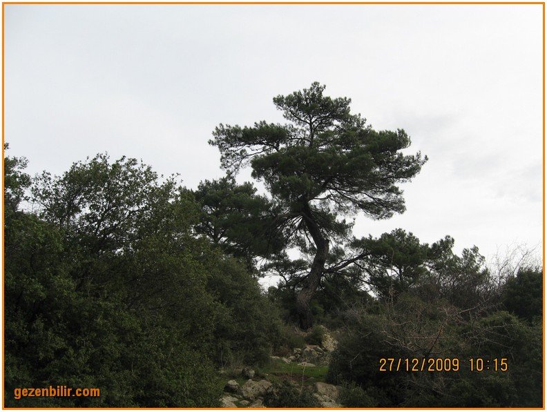 168 - DoÃƒÂƒÃ‚Â„ÃƒÂ‚Ã‚ÂŸanÃƒÂƒÃ‚ÂƒÃƒÂ‚Ã‚Â§ay 27.12.09 015.jpg