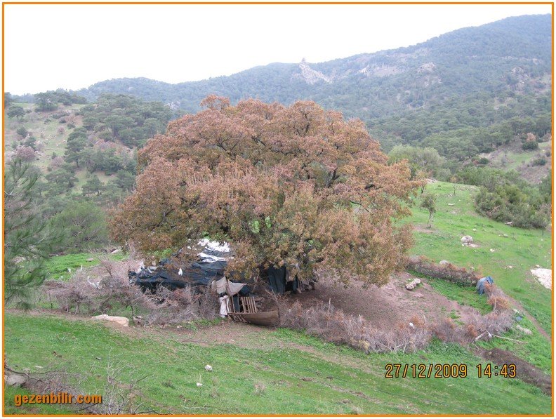 168 - DoÃƒÂƒÃ‚Â„ÃƒÂ‚Ã‚ÂŸanÃƒÂƒÃ‚ÂƒÃƒÂ‚Ã‚Â§ay 27.12.09 057.jpg