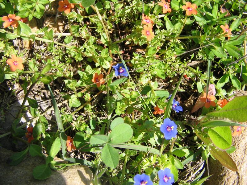 19nisan2009 motor gÃƒÂƒÃ‚ÂƒÃƒÂ‚Ã‚Â¶steri 066.jpg