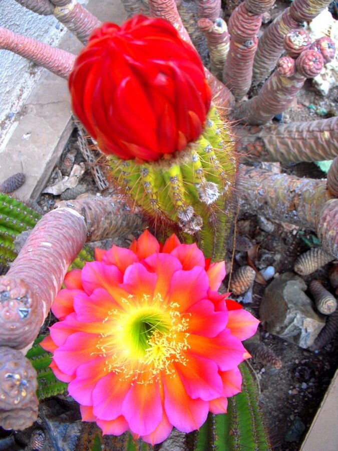 1_flowers.jpg