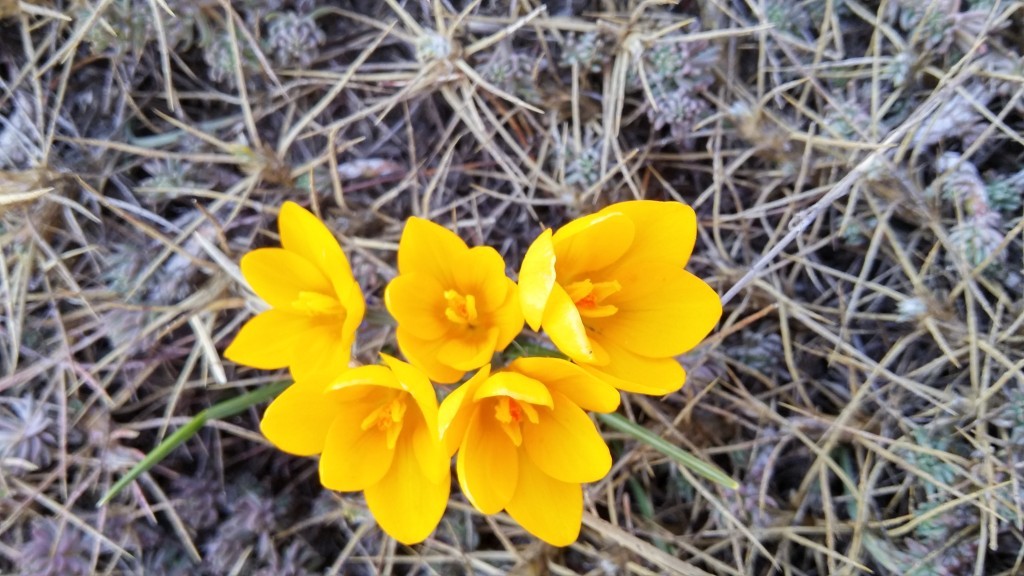 20150404_124630_HDR.jpg