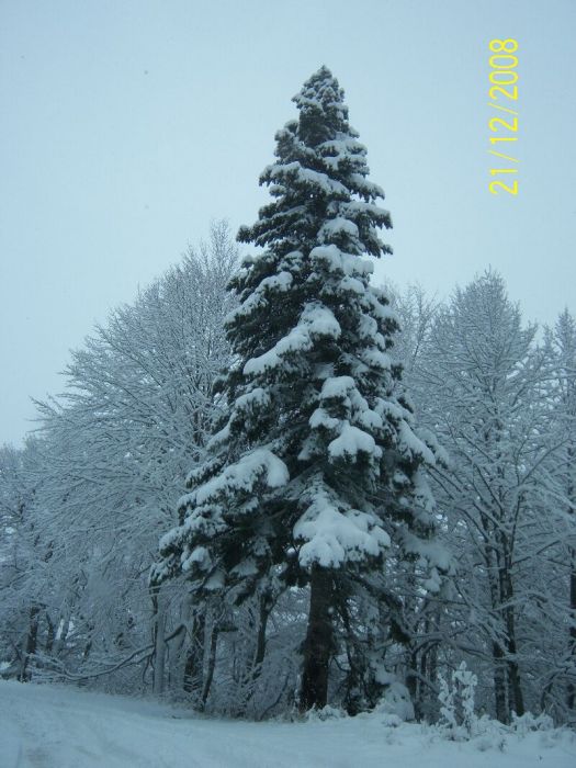 21,12,2008 Kartepe Gezisi 037.jpg