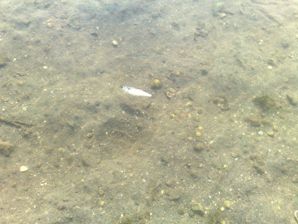 22.10.2009 KANUN? SULTAN SÜLEYMAN KÖPRÜSÜ KOCA M?MAR S?NAN ESER? (19).jpg