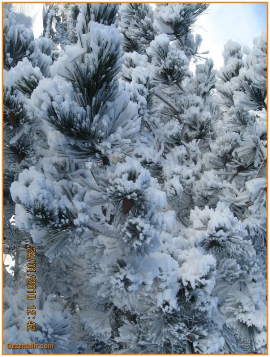 24 Ocak 10 - Nif  046.jpg