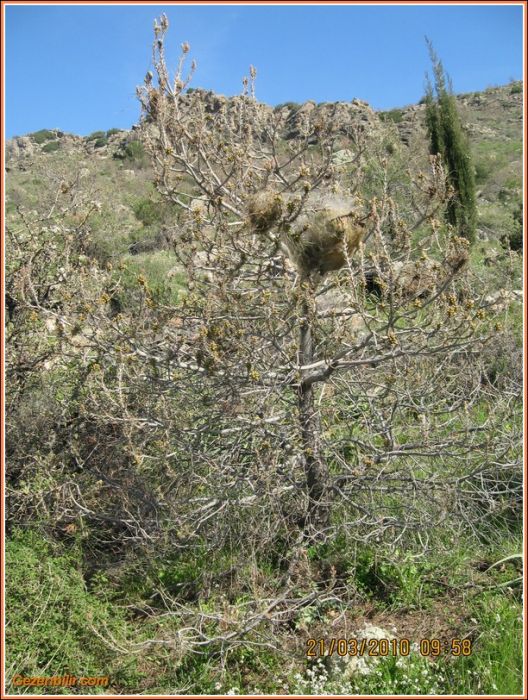 247 - ÃƒÂƒÃ‚ÂƒÃƒÂ‚Ã‚Â–rnekkÃƒÂƒÃ‚ÂƒÃƒÂ‚Ã‚Â¶y (21 Mart 10)  017.jpg
