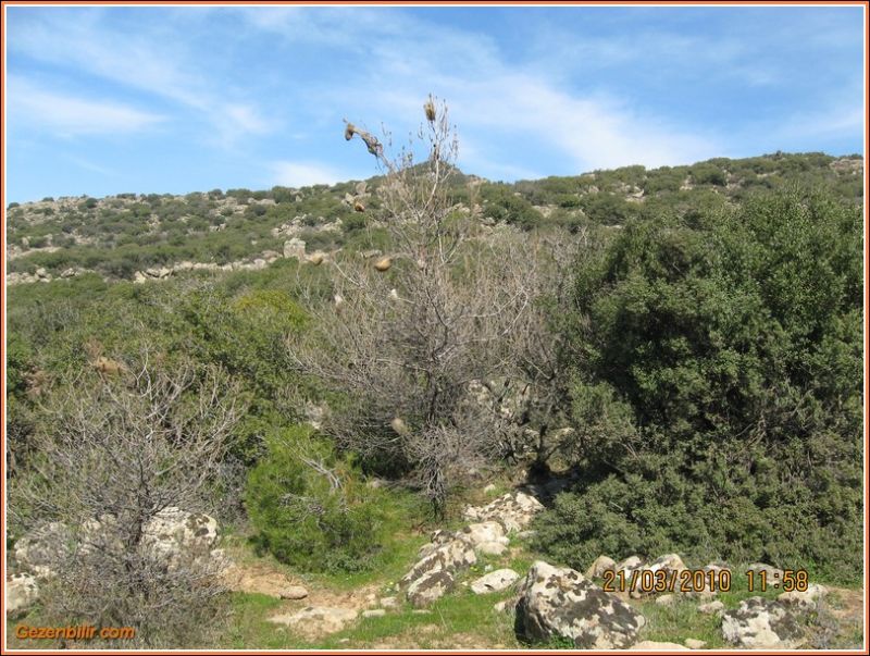 247 - ÃƒÂƒÃ‚ÂƒÃƒÂ‚Ã‚Â–rnekkÃƒÂƒÃ‚ÂƒÃƒÂ‚Ã‚Â¶y (21 Mart 10)  035.jpg