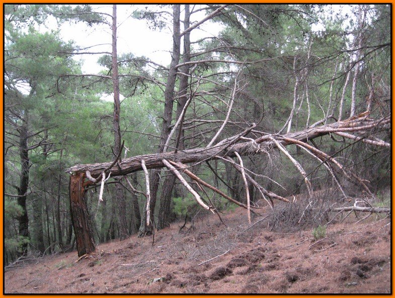 25 Ekim 09 - BalÃƒÂƒÃ‚ÂƒÃƒÂ‚Ã‚Â§ova 021.jpg