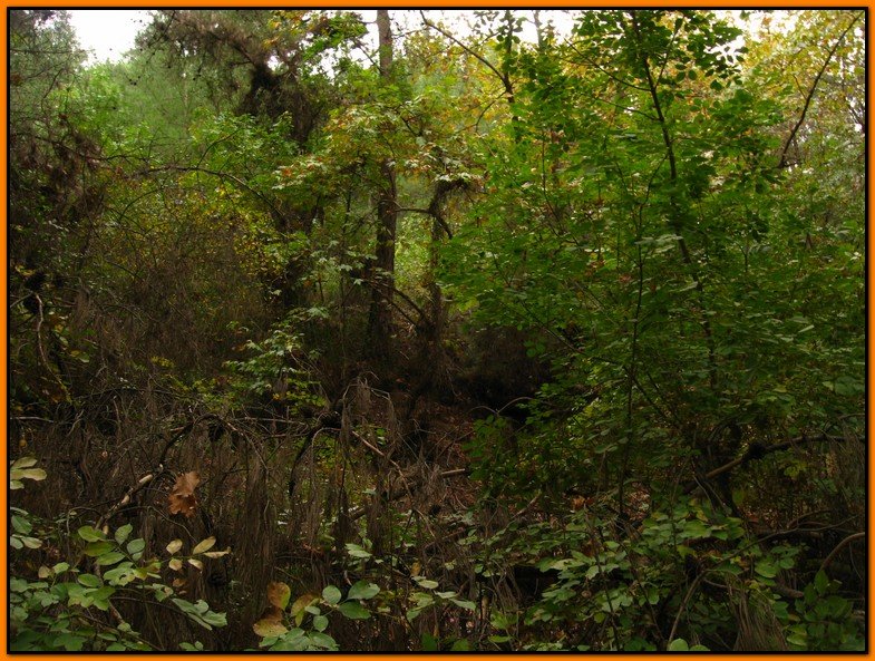 25 Ekim 09 - BalÃƒÂƒÃ‚ÂƒÃƒÂ‚Ã‚Â§ova 023.jpg