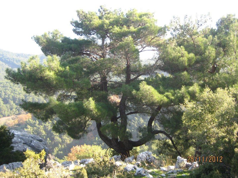 25 KasÃƒÂƒÃ‚Â„ÃƒÂ‚Ã‚Â±m Fotolar 053.jpg