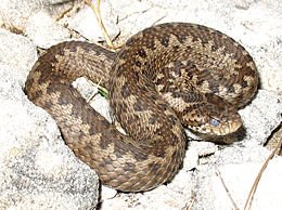 260px-Vipera_ursinii_macrops.jpg