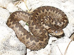 260px Vipera ursinii macrops