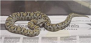 300px-Vipera_albizona.jpg