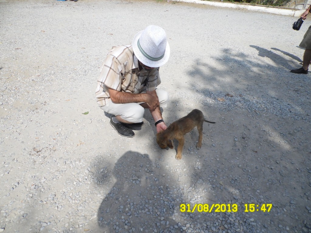 31-08-15-47-BirgiFesatPuppy.JPG