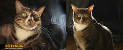3768920174_dde30a3da0_m.jpg