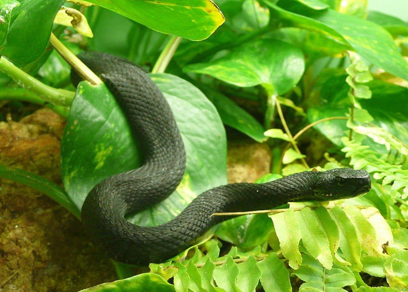 800px-Vipera_kaznakovi_(4).jpg