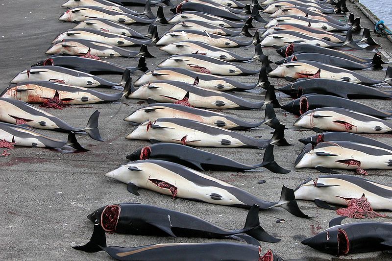 800px-Whaling_in_the_Faroe_Islands.jpg