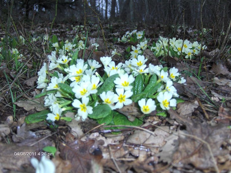 9 NÃƒÂƒÃ‚Â„ÃƒÂ‚Ã‚Â°SAN 2011 BOLU 003.jpg