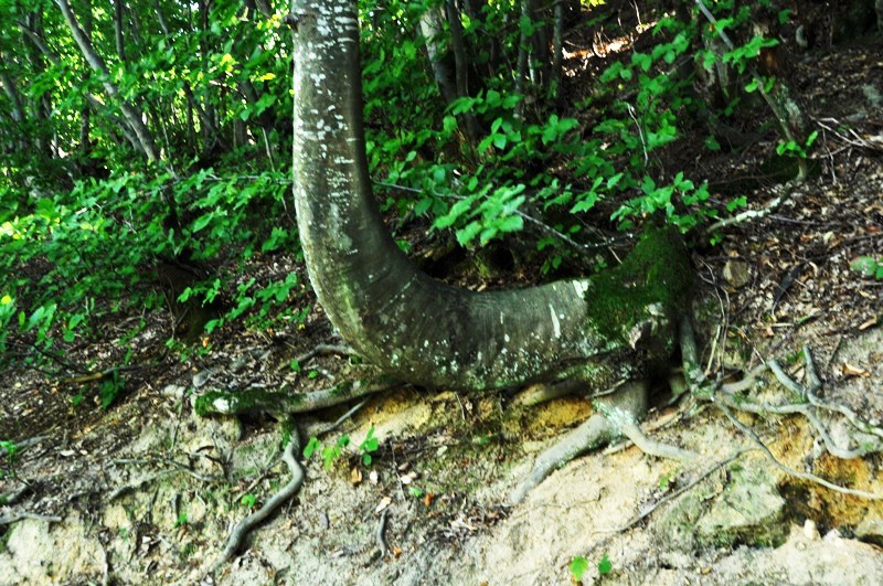 _DSC0220.JPG