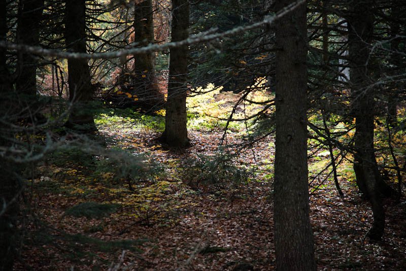 _DSC2332.jpg