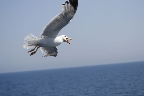 _MG_0816.jpg
