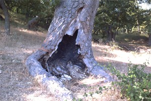 a?aç ma?ara3.jpg