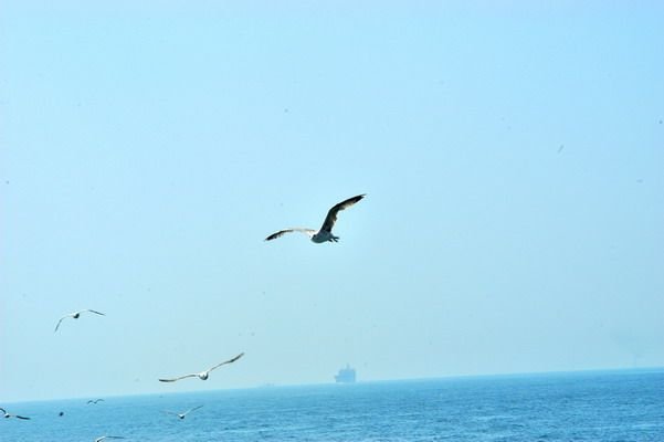 AÃƒÂƒÃ‚Â„ÃƒÂ‚Ã‚ÂŸu.2010 Tatil 350a_resize.jpg