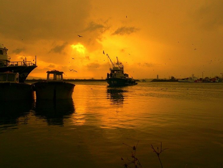 ÃƒÂƒÃ‚Â„ÃƒÂ‚Ã‚Â°ÃƒÂƒÃ‚Â„ÃƒÂ‚Ã‚ÂŸneada ( c ) Orhan UYANIK.jpg