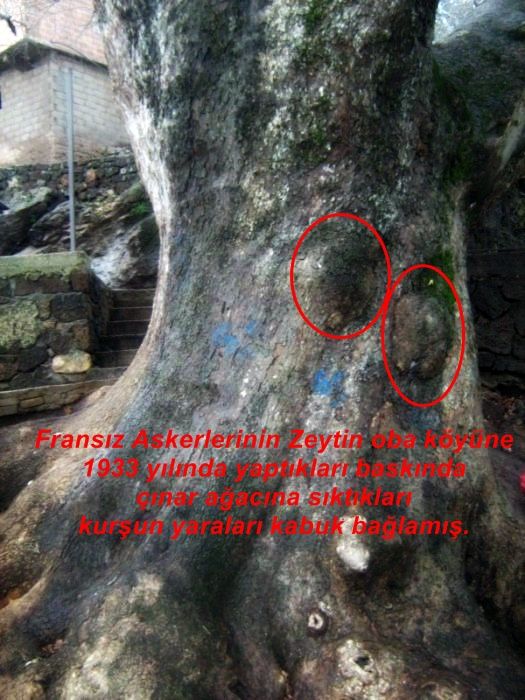 ÃƒÂƒÃ‚ÂƒÃƒÂ‚Ã‚Â§ÃƒÂƒÃ‚Â„ÃƒÂ‚Ã‚Â±nar [800x600].jpg