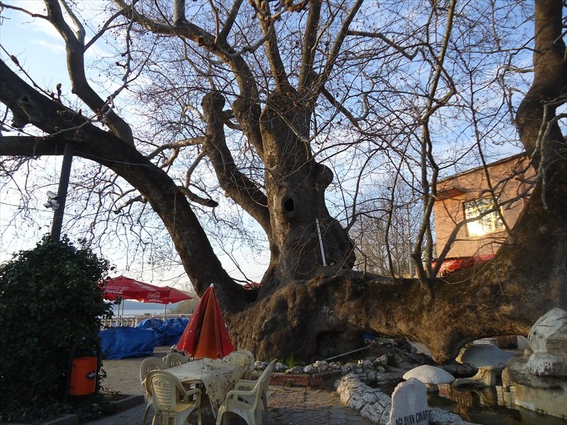 ÃƒÂƒÃ‚ÂƒÃƒÂ‚Ã‚Â§ÃƒÂƒÃ‚Â„ÃƒÂ‚Ã‚Â±nar.jpg