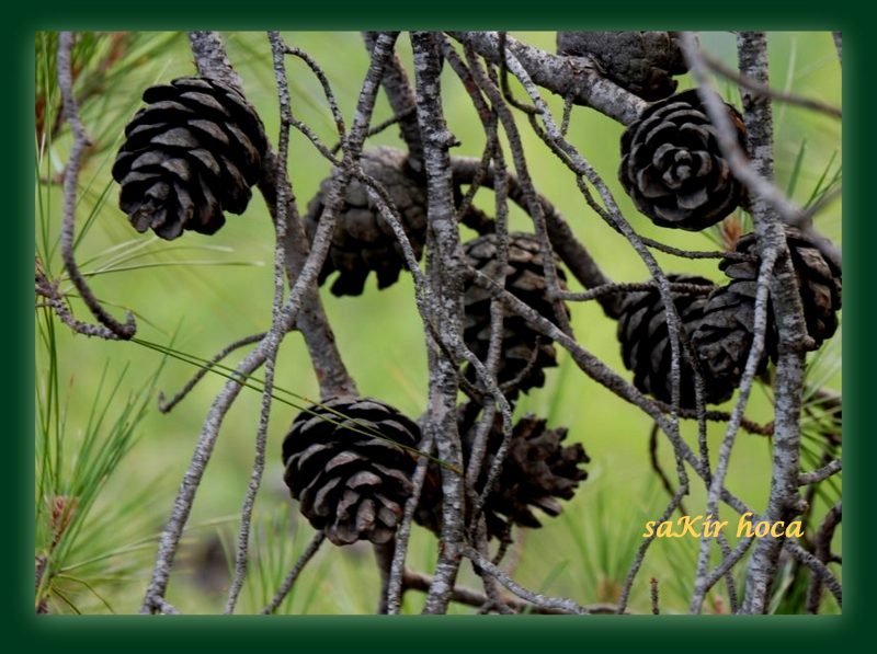 ÃƒÂƒÃ‚ÂƒÃƒÂ‚Ã‚Â§andÃƒÂƒÃ‚Â„ÃƒÂ‚Ã‚Â±r 6.jpg