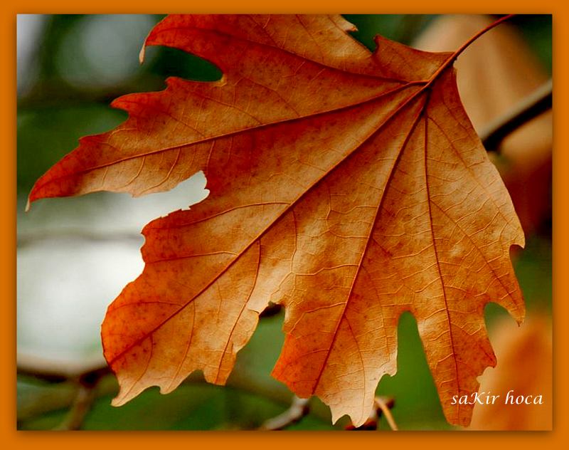 ÃƒÂƒÃ‚ÂƒÃƒÂ‚Ã‚Â§andÃƒÂƒÃ‚Â„ÃƒÂ‚Ã‚Â±r 9.jpg