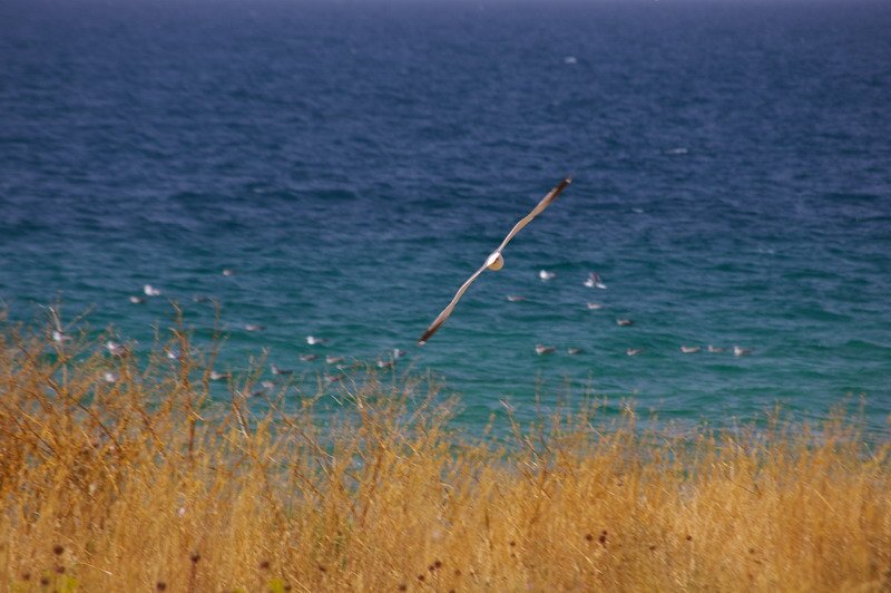 ÃƒÂƒÃ‚ÂƒÃƒÂ‚Ã‚Â‡arpanak AdasÃƒÂƒÃ‚Â„ÃƒÂ‚Ã‚Â±2.jpg