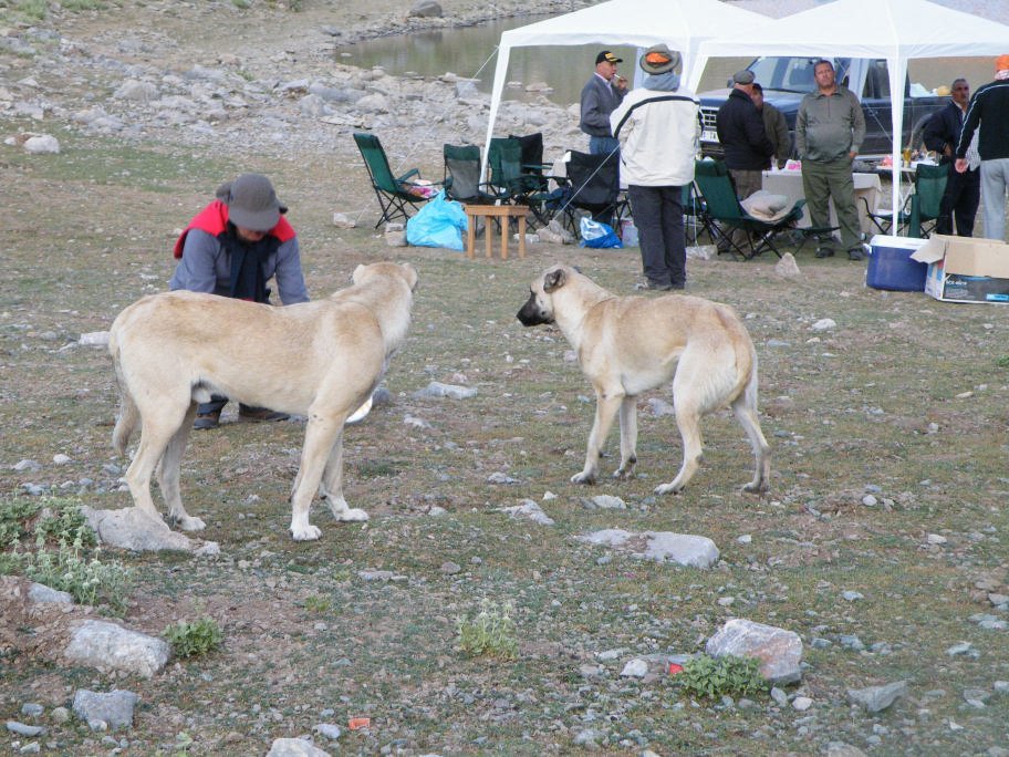 ÃƒÂƒÃ‚ÂƒÃƒÂ‚Ã‚Â§inili cÃƒÂƒÃ‚Â„ÃƒÂ‚Ã‚Â±kmazÃƒÂƒÃ‚Â„ÃƒÂ‚Ã‚Â± 373.jpg